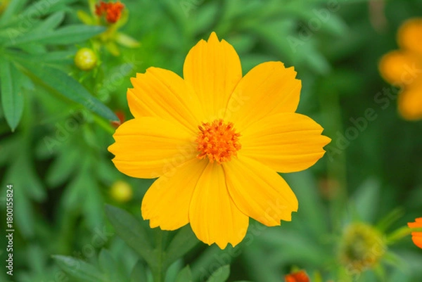 Obraz Bright yellow cosmos flower in full bloom, blurred green background.  creating a fresh and cheerful nature scene. Ideal for themes of gardening, and natural beauty.