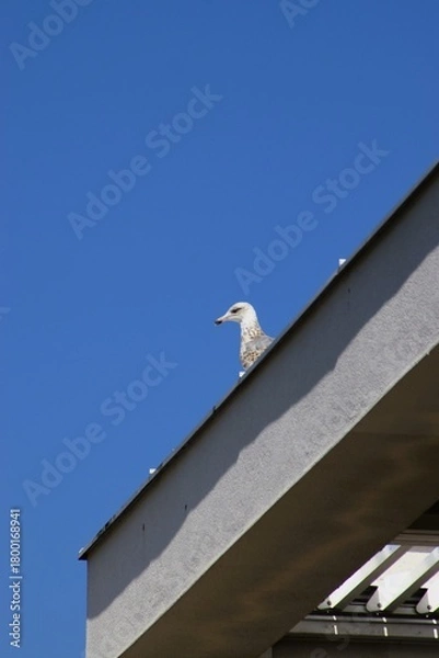 Fototapeta ptak na dachu