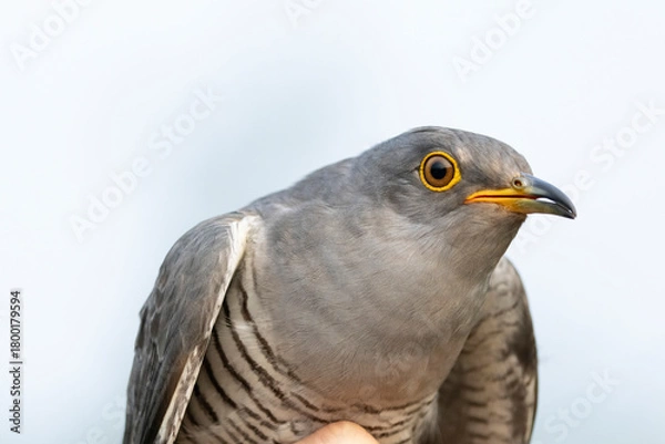 Obraz Kuckuck (Porträt)