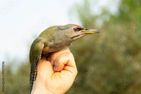 Obraz Grauspecht (Picus canus) Beringung