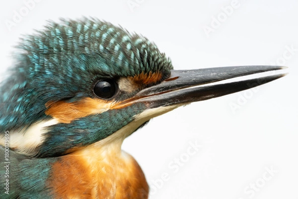 Obraz Eisvogel Close up