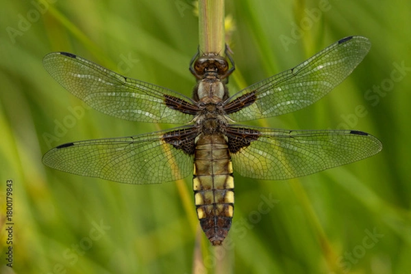 Obraz Plattbauchlibelle (Libellula depressa) 