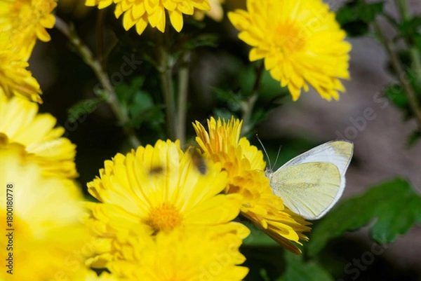 Obraz Large white (Pieris brassicae)