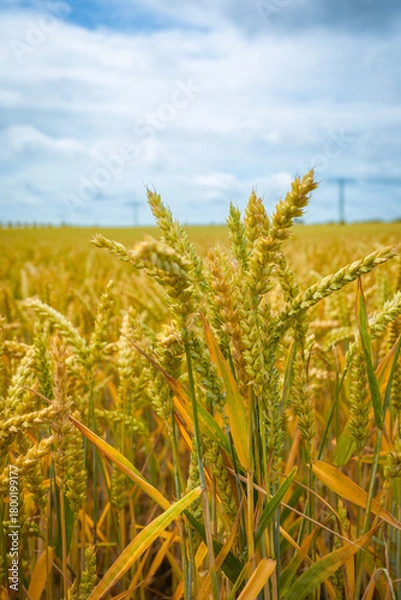 Fototapeta Closeup of ripe Soft Wheat on Field on a perfect Summer Day with blue Sky and white Clouds; Copy Space