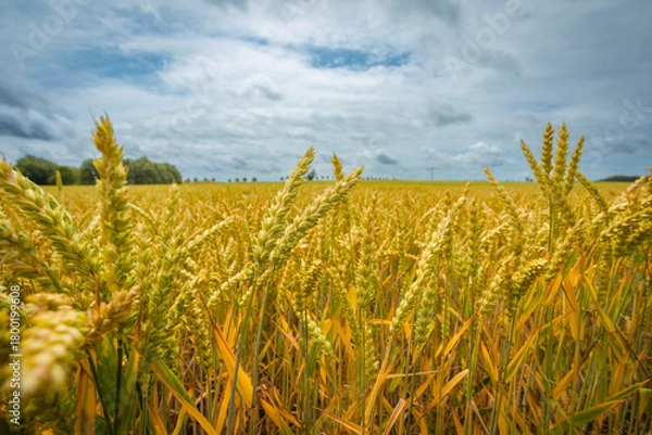 Fototapeta Closeup of ripe Soft Wheat on Field on a perfect Summer Day with blue Sky and white Clouds; Copy Space; Concept for Agriculture and Food Industry