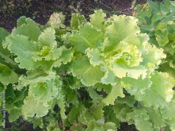 Obraz Fresh green lettuce growing in a garden bed, top view.