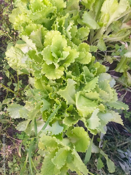 Obraz Fresh green lettuce growing in a garden bed, top view.