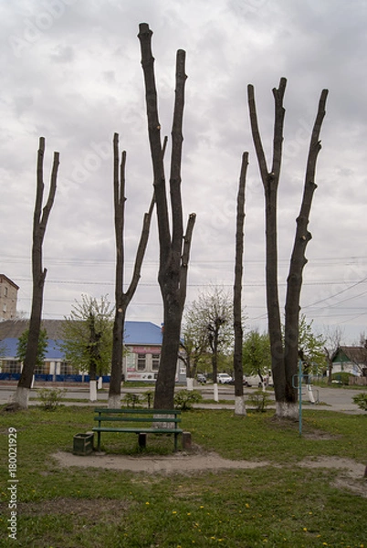 Obraz trees without leaves
