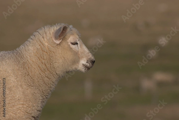 Obraz Lamm-Portrait (Junges Schaf)