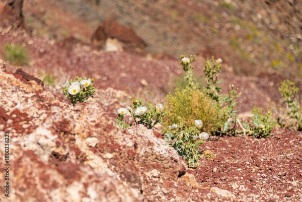 Fototapeta White blooms of the Mojave Prickly Poppy (Argemone corymbose) growing on the edge of Rainbow Canyon in Death Valley National Park