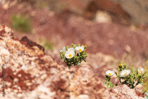 Fototapeta White blooms of the Mojave Prickly Poppy (Argemone corymbose) growing on the edge of Rainbow Canyon in Death Valley National Park