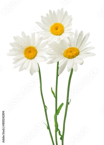 Obraz Three daisy flowers isolated on a white background.