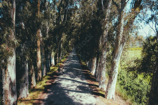 Fototapeta Scenic tree-lined road with tall eucalyptus trees creating a natural tunnel, as two people walk along the shaded pathway under soft sunlight in a peaceful countryside landscape.