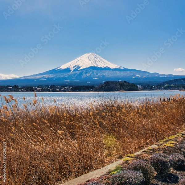 Fototapeta Lake Kawaguchiko, Japan - March 14 2025: Tourists enjoying the view of Lake Kawaguchiko with Mount Fuji in the background. Famous scenery of Mount Fuji in Japan. Blue skies on a cold sunny morning.