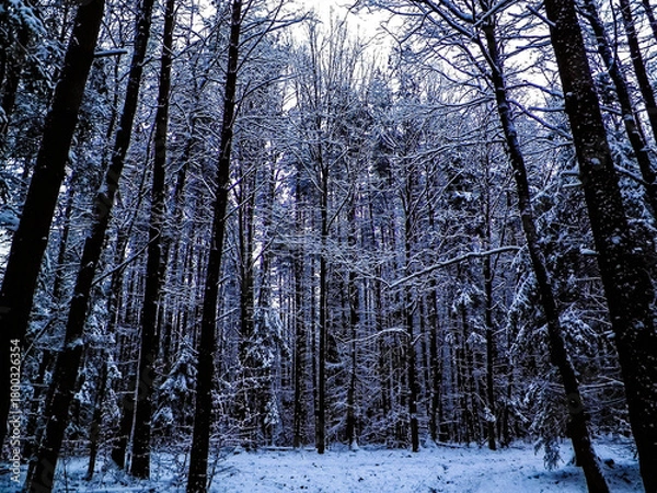 Fototapeta Winter forest landscape.
