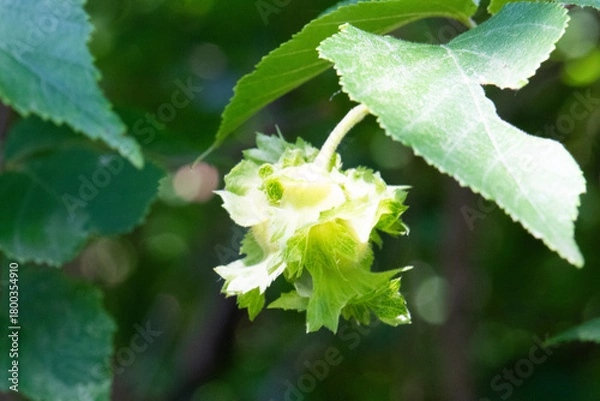 Obraz American Hazelnut closeup