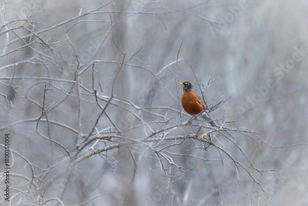 Obraz American robin perched