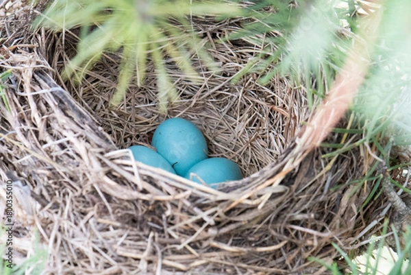 Obraz American Robin nest eggs