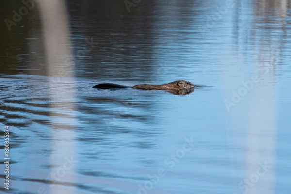 Obraz Beaver swim