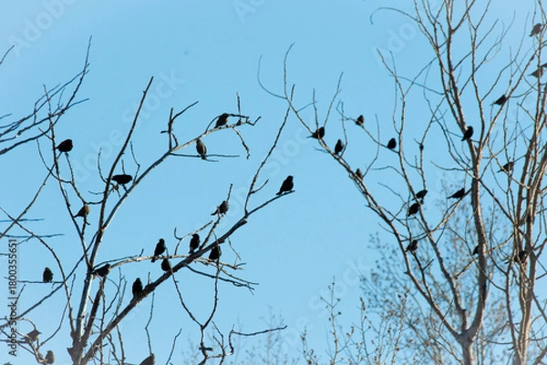 Obraz Black bird flock