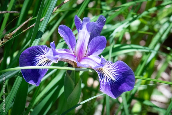 Obraz Blue Flag Iris in bloom
