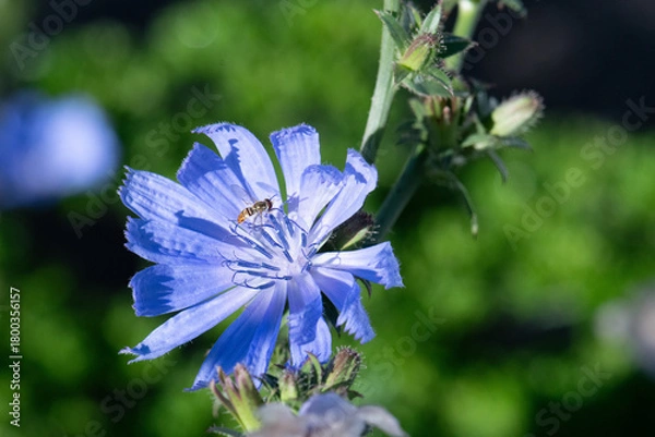 Obraz Chicory flower closeup