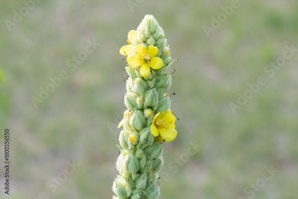 Obraz common mullein (Verbascum thapsus) close
