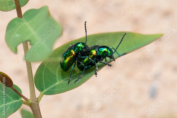 Obraz Dogbane beetles coupling