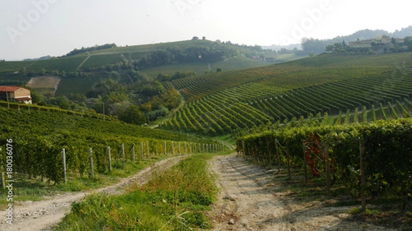 Obraz Colline coltivate vigna nelle Langhe coltivazioni di Barolo e Dolcetto