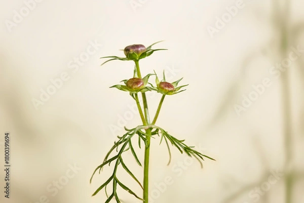 Obraz Autumn flowers buds
