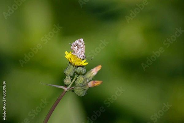 Obraz Tiny autumn butterfly