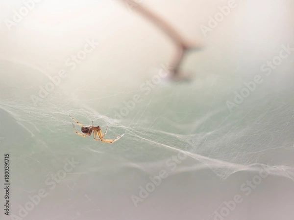 Fototapeta Soft backlit small spider in his web