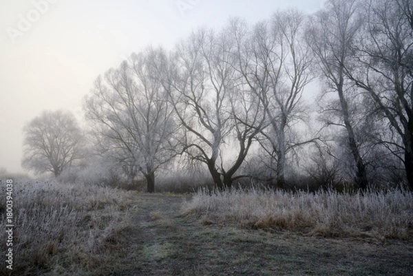 Fototapeta Frosty hoarfrost in the fog.