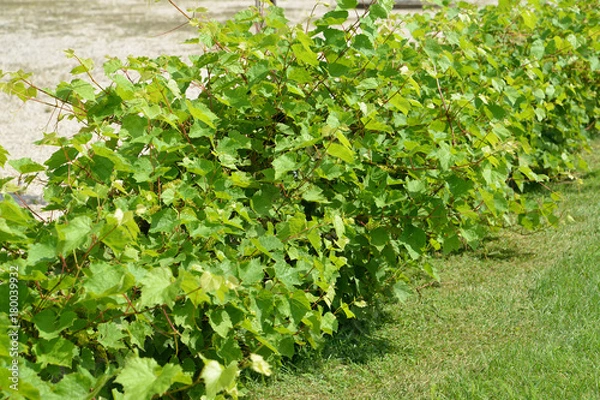 Fototapeta Number of bushes of grapes (Vitis L.)