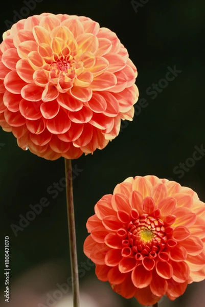 Obraz pompom dahlia