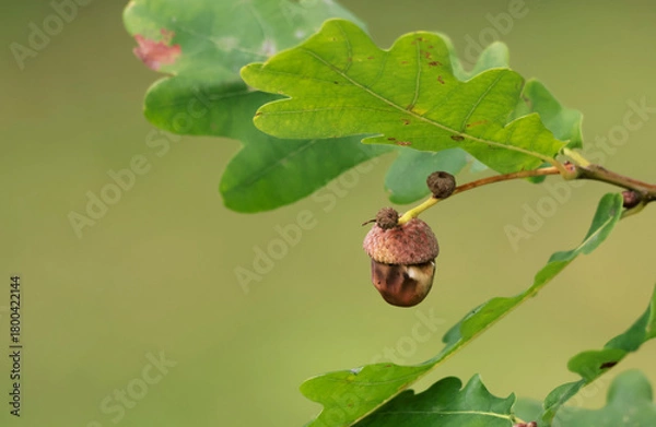 Fototapeta acorn on the tree