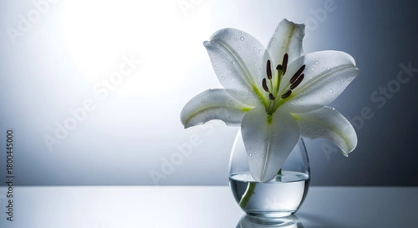 Fototapeta White Lily in Glass Vase Against Soft Gradient Background