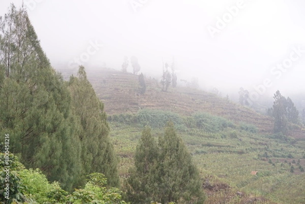 Obraz Tranquil panorama of misty hills adorned with vibrant green trees and terraced fields, an ethereal landscape veiled in soft morning fog