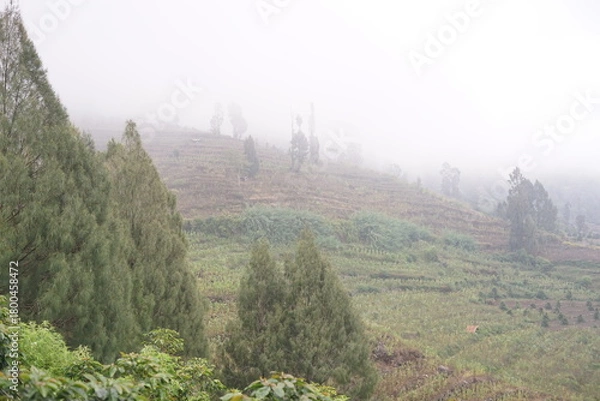 Obraz Panoramic view of lush green terraced hillsides disappearing into a captivating morning mist, highlighting sustainable agriculture in a serene, natural mountain environment