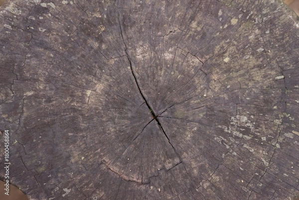 Obraz Detailed overhead view of an aged tree stump showcasing intricate growth rings and deep natural cracks, a testament to time and the enduring beauty of nature's texture