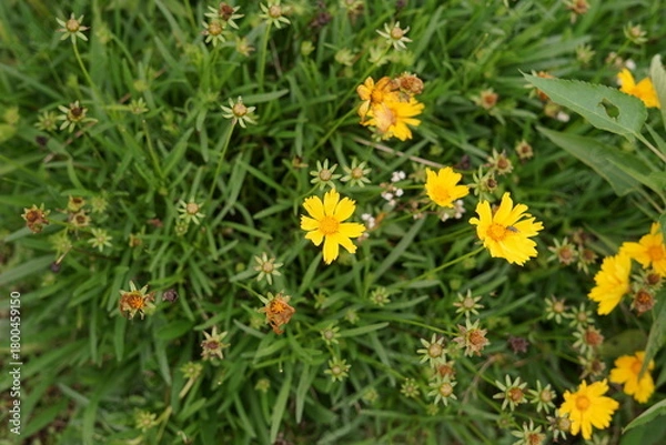 Obraz Close-up of bright yellow blossoms amidst fresh green leaves, capturing the essence of spring's renewal and natural splendor in a thriving garden setting
