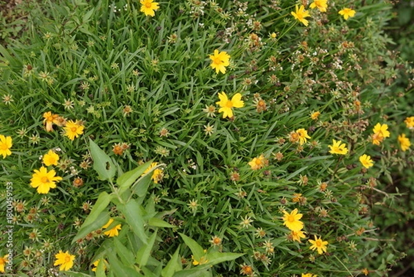 Obraz Bright yellow wildflowers with lush green foliage thriving in a vibrant meadow, capturing the essence of natural beauty and growth in a sunny outdoor setting