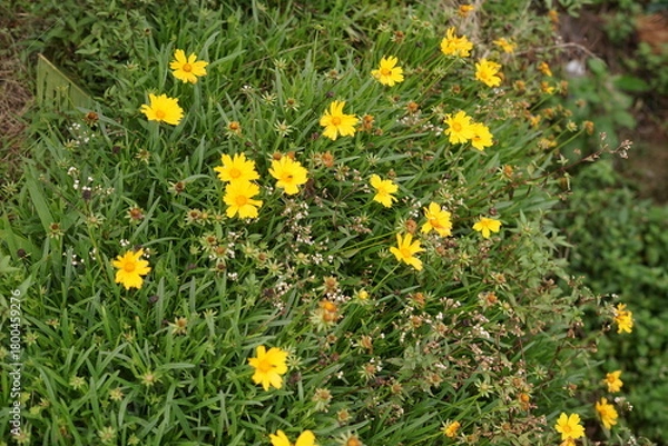 Obraz A picturesque natural setting featuring an expansive patch of lush green foliage adorned with a multitude of cheerful yellow daisy-like flowers basking in the bright sunlight