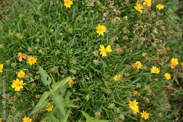 Obraz Lush green foliage adorned with vibrant yellow wildflowers, creating a picturesque scene of natural beauty and delicate summer bloom in an outdoor garden