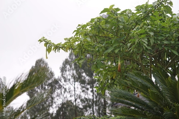 Obraz Vibrant green foliage adorned with slender, colorful pods against a soft, overcast sky, showcasing nature's quiet beauty and the subtle bounty of a flourishing garden