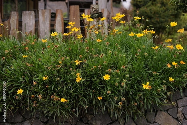 Obraz Vibrant yellow blossoms, resembling Coreopsis, bloom abundantly atop a rustic stone wall, creating a picturesque garden scene with lush green foliage and weathered wooden accents