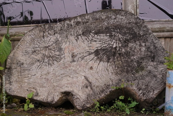 Obraz Rustic wooden tree stump with visible growth rings and an aged, textured surface, reflecting the passage of time and the beauty of natural decay