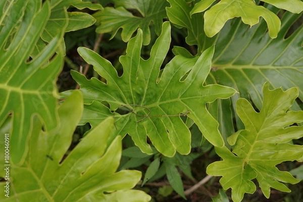 Obraz Close-up of vibrant green tropical plant leaves with intricate patterns, showcasing the lush natural beauty and detailed texture of the exotic foliage in soft light