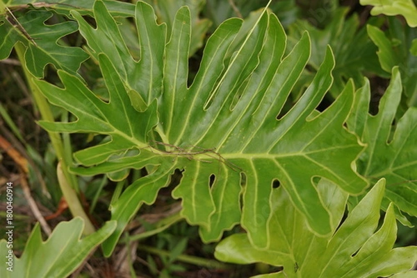 Obraz Close-up vibrant green tropical plant leaf with intricate deep lobes, showcasing the beautiful natural patterns and lush botanical texture in detailed macro photography