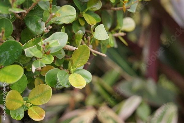 Obraz Close-up of lush green and variegated yellow-green leaves on a vibrant plant, capturing the freshness and intricate patterns of natural foliage in soft light